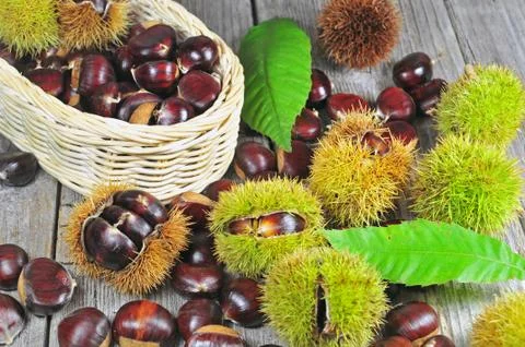 Chestnuts Stock Photos