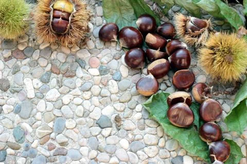 Chestnuts Stock Photos