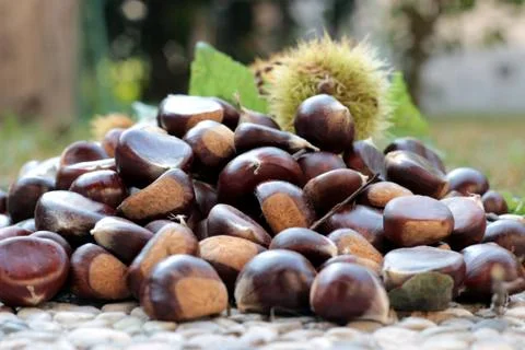 Chestnuts Stock Photos
