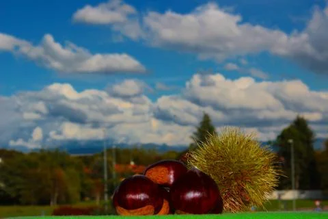 Chestnuts Stock Photos