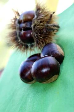 Chestnuts Stock Photos