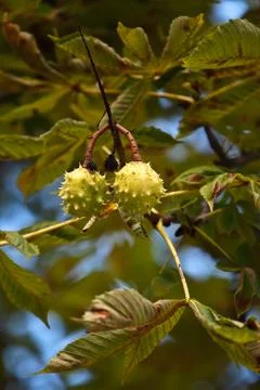 Chestnuts Stock Photos