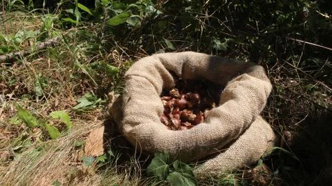 Chestnuts Stockfoto's