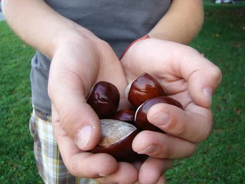 Chestnuts 스톡 사진