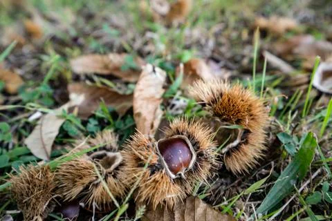 Chestnuts Stock Photos