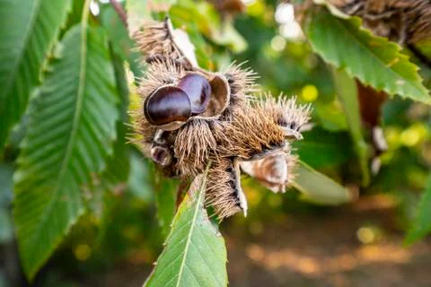 Chestnuts Stock Photos