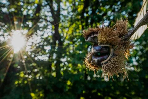 Chestnuts Stock Photos