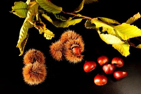 Chestnuts Stock Photos