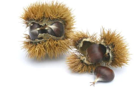 Chestnuts Stock Photos