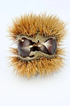 Chestnuts Stock Photos
