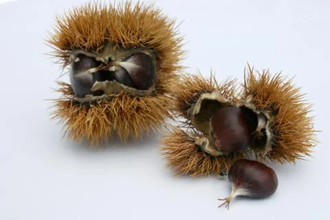Chestnuts Stock Photos