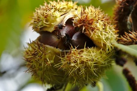 Chestnuts Stock Photos