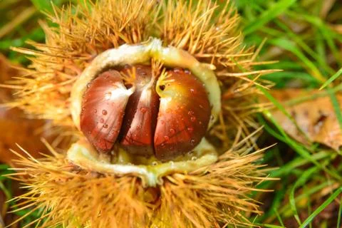 Chestnuts Stock Photos