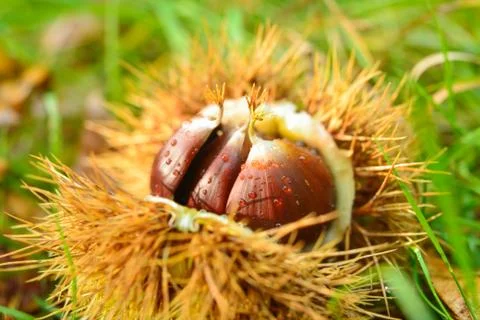 Chestnuts Stock Photos