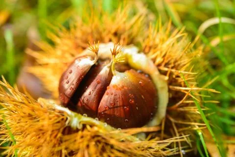 Chestnuts Stock Photos