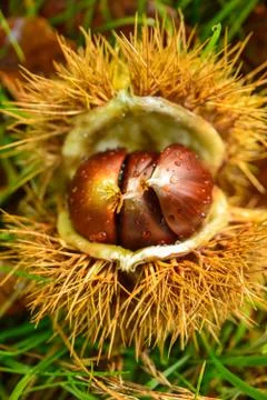 Chestnuts Stock Photos
