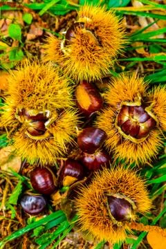 Chestnuts Stock Photos