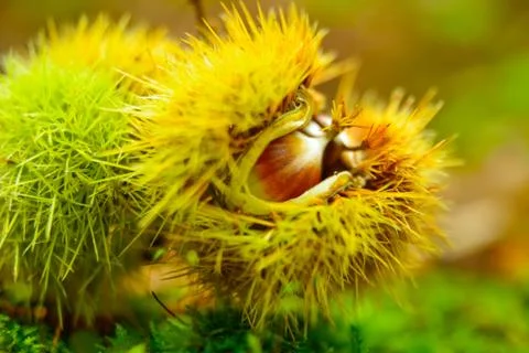 Chestnuts Stock Photos
