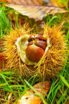 Chestnuts Stock Photos