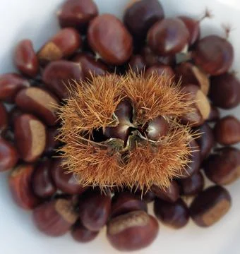 Chestnuts  Stock Photos