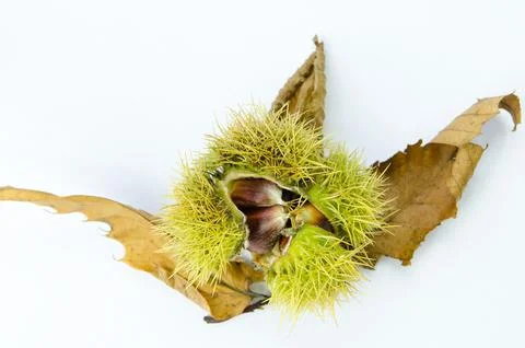 Chestnuts. Stock Photos