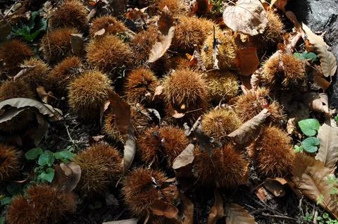 Chestnuts Foto stock