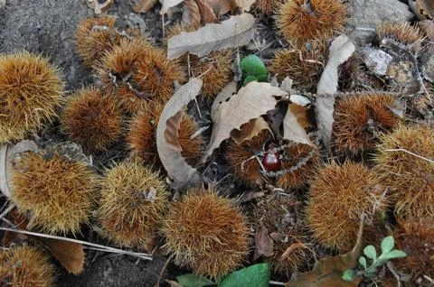 Chestnuts Stock Photos