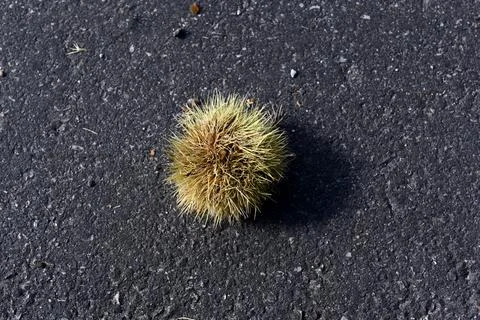 Chestnuts Foto stock