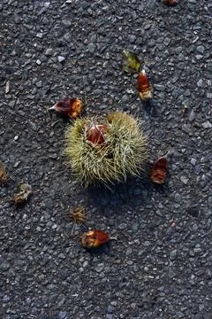 Chestnuts Foto stock