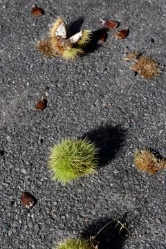 Chestnuts 库存照片