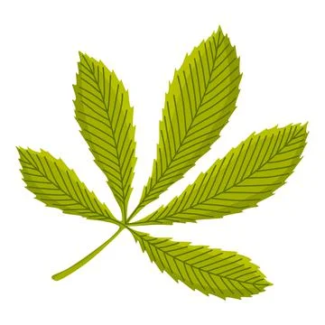 Chestnuts pointed oblong leaves. Vector illustration. Design element for poster Ilustración de archivo