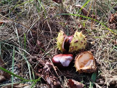 Chestnuts in prickly shell lying in grass top view Stock Photos