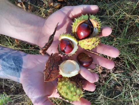Chestnuts in prickly shell lying in grass hands top view Stock Photos