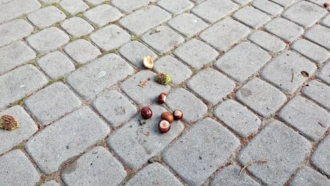 Chestnuts Scattered on Gray Cobblestone Pavement in an Outdoor Urban Setting Vídeos de archivo 347401420