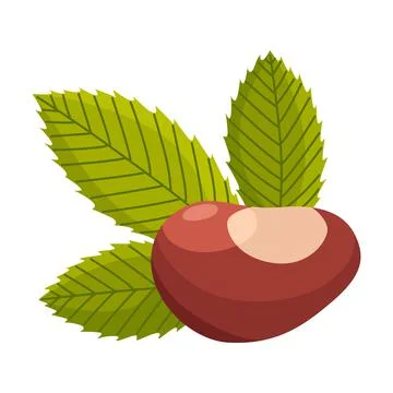 Chestnuts shell and pointed oblong leaves. Vector illustration. Design element イラスト素材