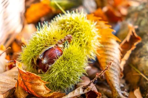 Chestnuts shell close up background - harvesting chestnut in forest with autumn Foto stock