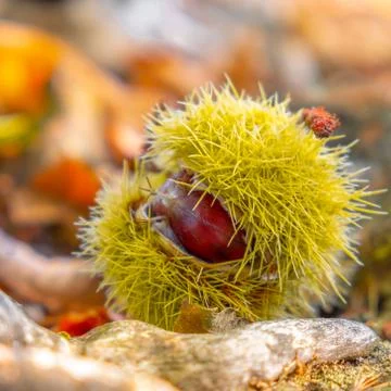 Chestnuts shell close up squared background - harvesting chestnut in forest with Stock Photos