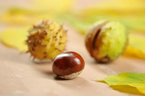 Chestnuts in the shell Cupule Stock Photos