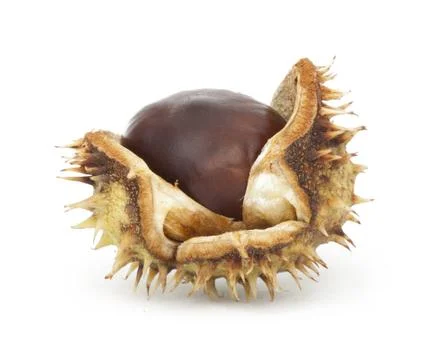 Chestnuts with shell Stock Photos