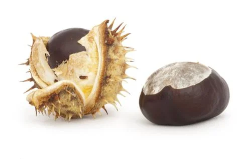 Chestnuts with shell Foto stock