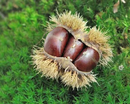 Chestnuts in the shell Stock Photos