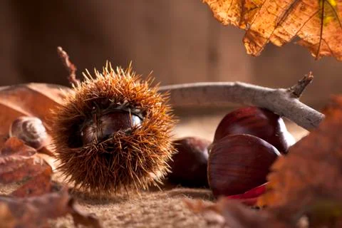 Chestnuts with Shell Stock Photos