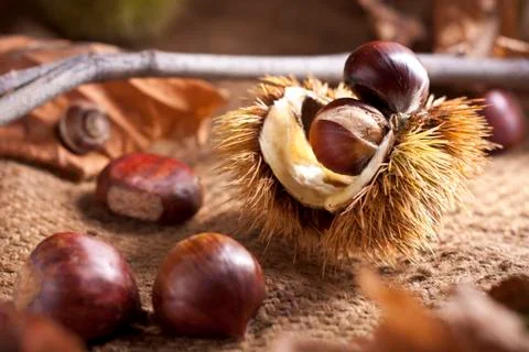 Chestnuts with Shell Stock Photos