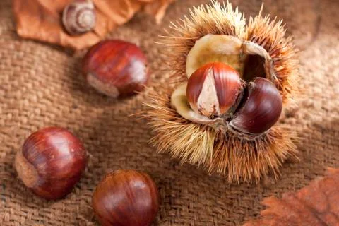 Chestnuts with Shell Stock Photos