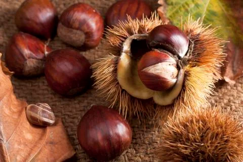 Chestnuts with Shell Stock Photos