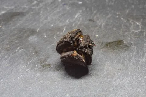 Chestnuts with a shiny brown shell Foto stock