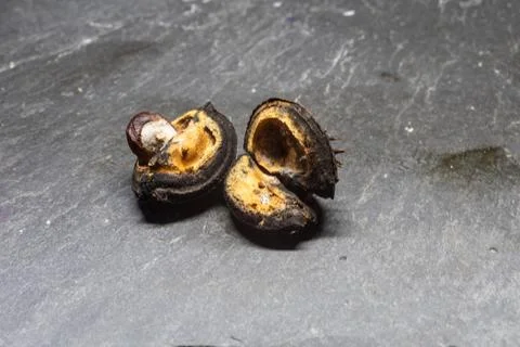 Chestnuts with a shiny brown shell Foto stock