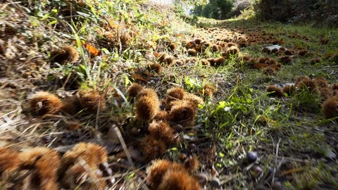 Chestnuts slow motion Stock Footage 118360888