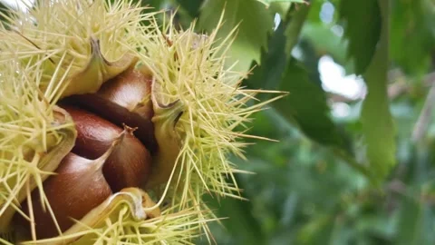 Chestnuts in spiny burr macro Stock Footage 347861122