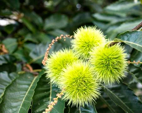 Chestnuts in summer Stock Photos